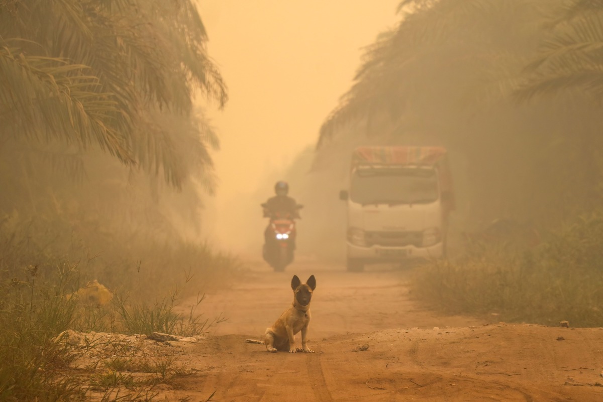 A dog sits in the middle of a haze-shrouded road caused by forest and land fires in Palangkaraya city, Central Kalimantan, on August 28, 2026. (Photo by REINA / AFP)