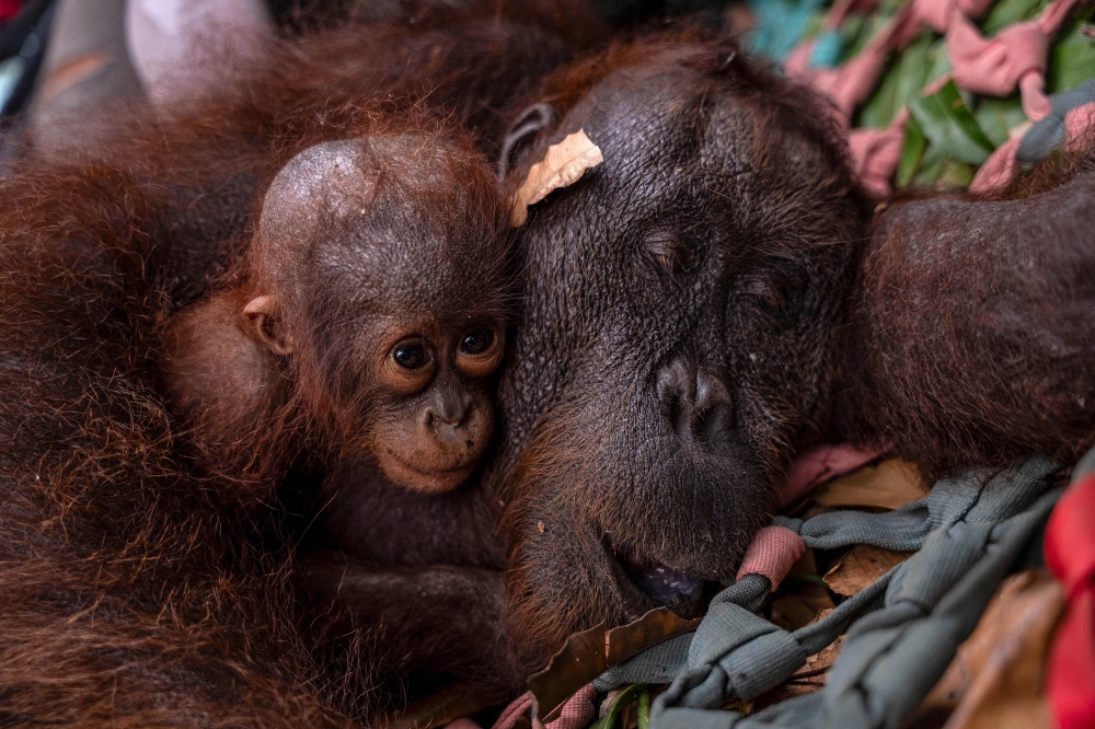 This handout photo taken on September 3, 2026 and obtained on September 5, 2026 from Yayasan Inisiasi Alam Rehabilitasi Indonesia (YIARI) and Indonesia's Ministry of Forestry shows a mother-and-baby orangutan pair being evacuated by officials due to forest and land fires in Sungai Awan Kiri village, in the Muara Pawan district of Ketapang, West Kalimantan. (Photo by Muffidz Maum / various sources / AFP) 