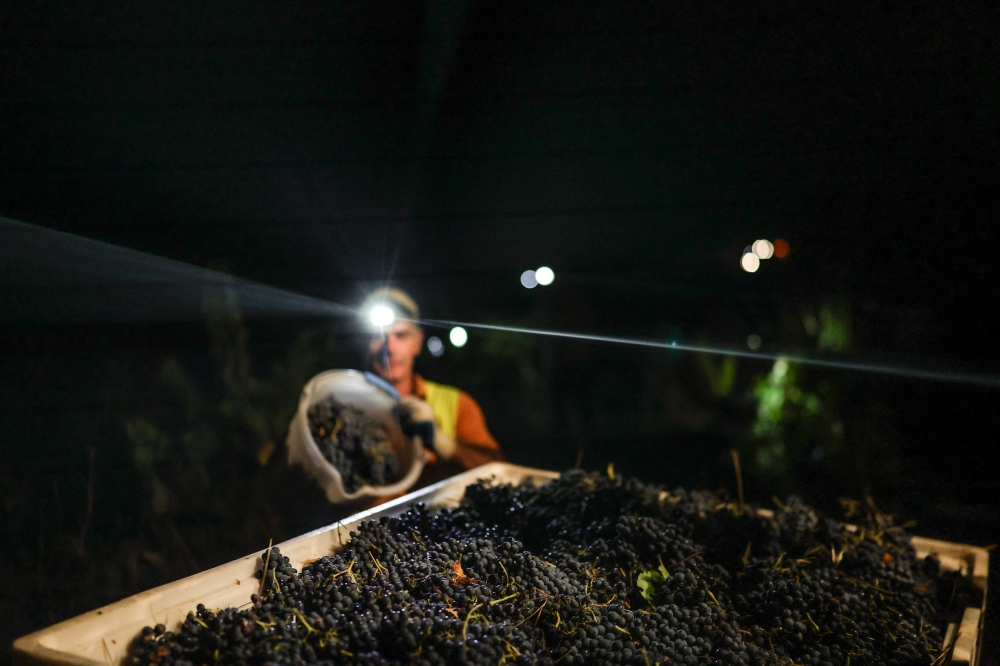 Workers from Herdade das Servas winery take part in a night grape harvesting in Estremoz on September 3, 2026. (Photo by Patricia De Melo Moreira / AFP)