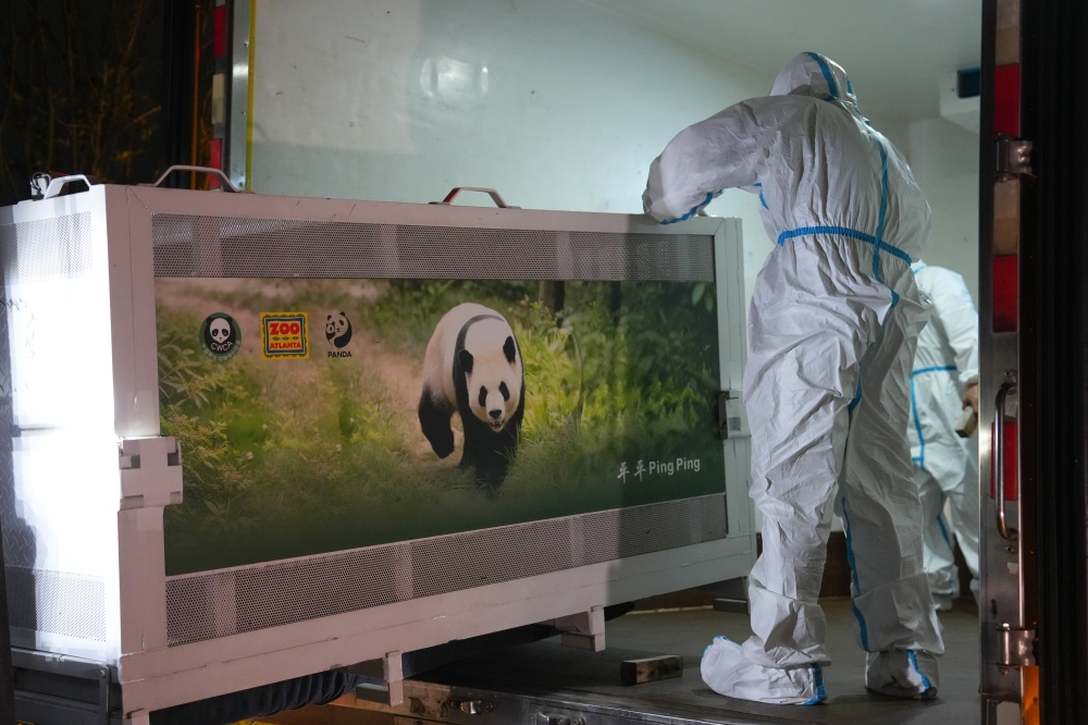 Staff members transfer giant panda Ping Ping at the Chengdu Research Base of Giant Panda Breeding in Chengdu, southwest China's Sichuan Province, Sept. 26, 2026. (Xinhua/Xu Bingjie)