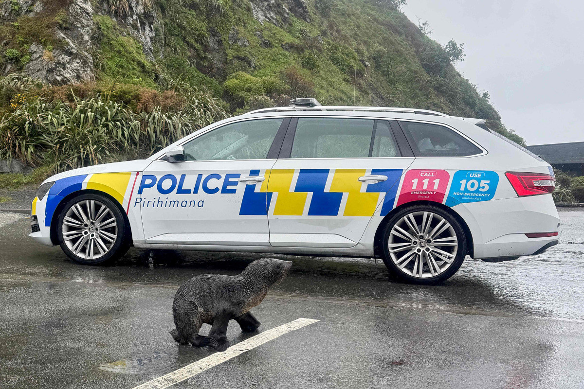 This handout image taken on September 27, 2026 and released by the New Zealand Police on September 28 shows a seal crossing a road in Wellington. Photo by Handout / NEW ZEALAND POLICE / AFP