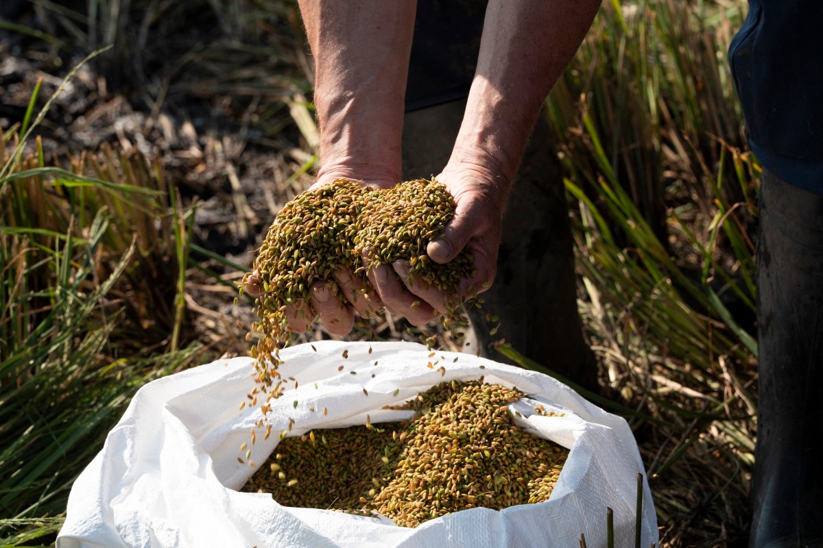 Farmer Sander Roeleveld examines the first rice harvest from his field in Oud Ade on September 29, 2026. Photo by Lina Selg / AFP
