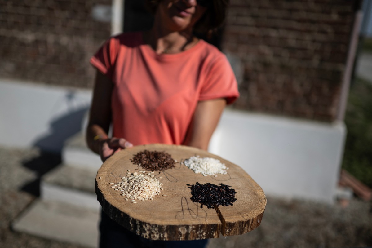 Alice Cerutti, owner of Cascina Oschiena, holds a tray displaying four different types of rice at the farm in the countryside of Crova, near Vercelli, northwestern Italy on September 28, 2026. Photo by Marco Bertorello / AFP
