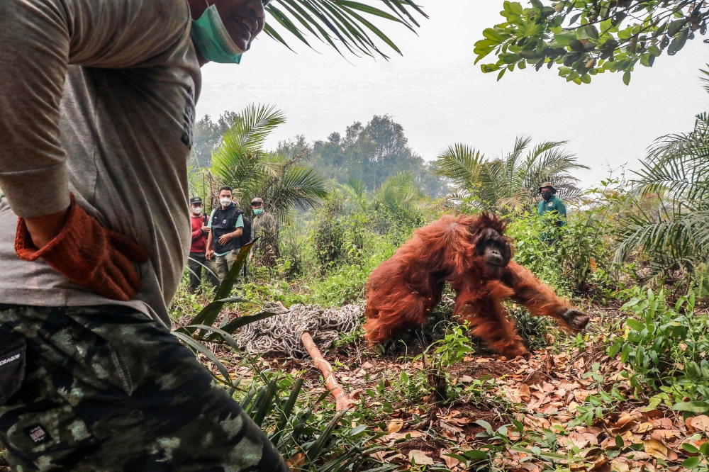 A 20-year-old orangutan tries to escape as members of the BKSDA (Natural Resources Conservation Agency), the Borneo Orangutan Survival Foundation (BOSF) and the World Wide Fund for Nature (WWF) Indonesia evacuate it on October 17, 2026. (Photo by REINA / AFP)
