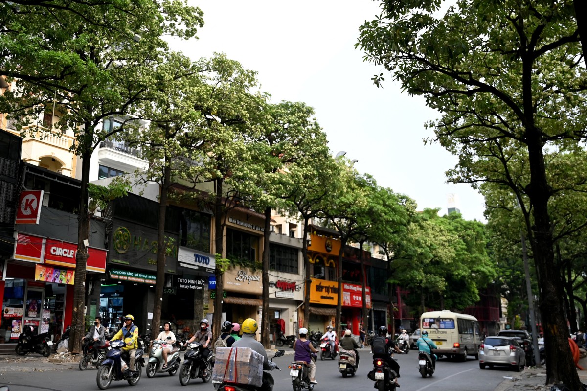 Motorists drive along a street lined with milkwood trees in Hanoi on October 15, 2026. Photo by NHAC NGUYEN / AFP