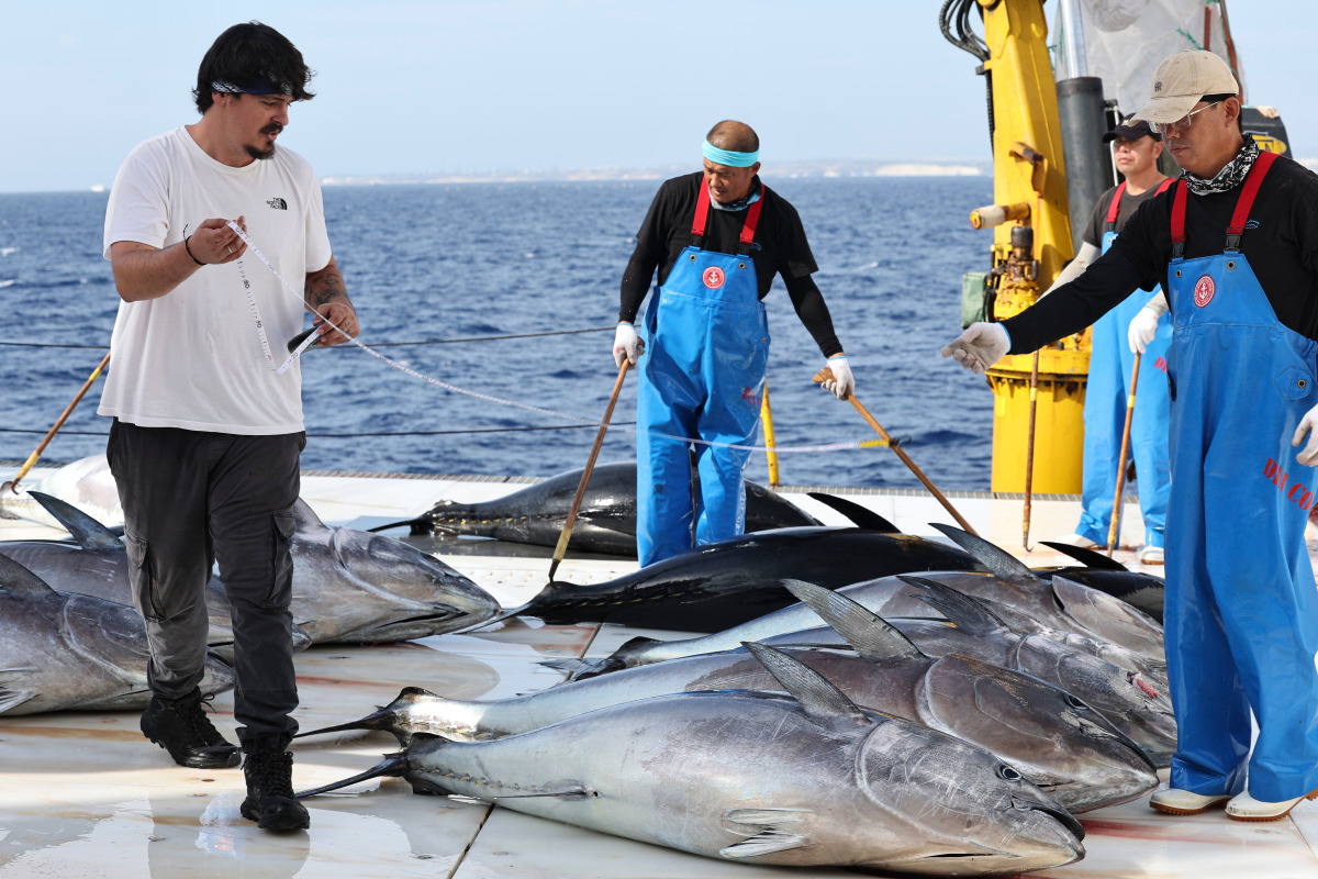 An observer (L) of International Commission for the Conservation of Atlantic Tunas (ICCAT) measures Bluefin tuna on Ocean Star, an ultra-low temperature processing and transportation vessel of China on the Mediterranean sea east of Malta, Oct. 9, 2026. (Xinhua/Li Jing)